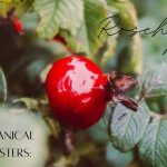 Botanical Boosters: Rosehip Oil